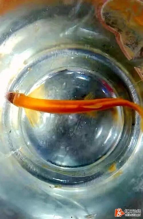 黄金泥鳅最新爆料,揭秘娱乐圈幕后真相